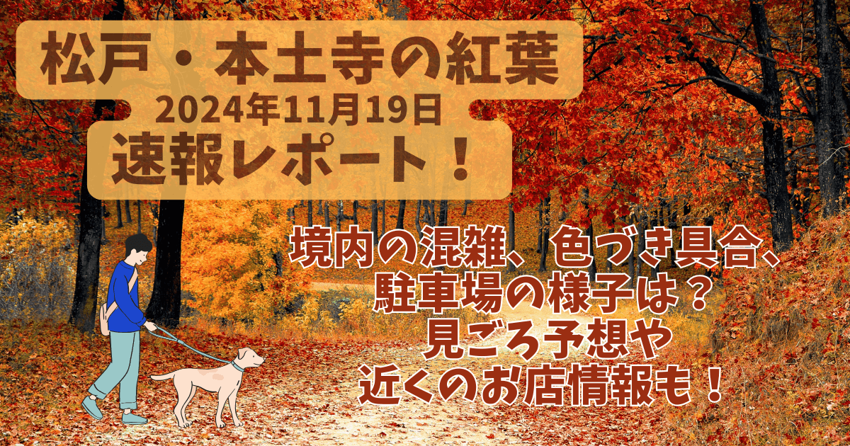 本土寺　紅葉　2024/11/19　速報レポート　駐車場　混雑　色づき具合　現在の様子　見ごろ予想　画像